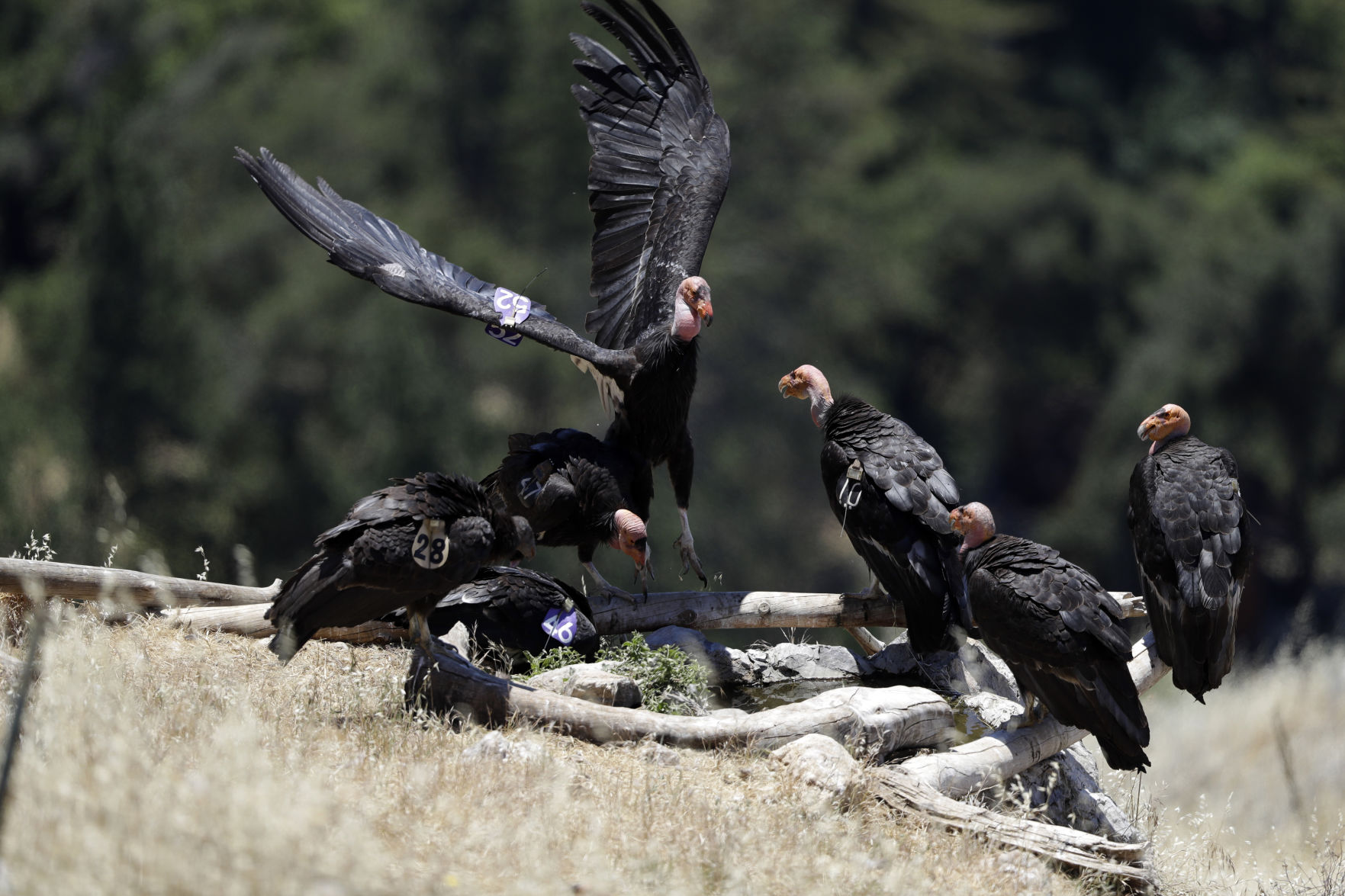 Return of the Condor